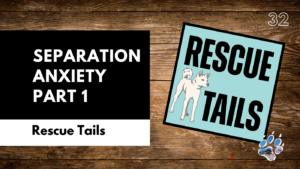 Separation Anxiety in Rescue Dogs – Preparing for Success in a New Home