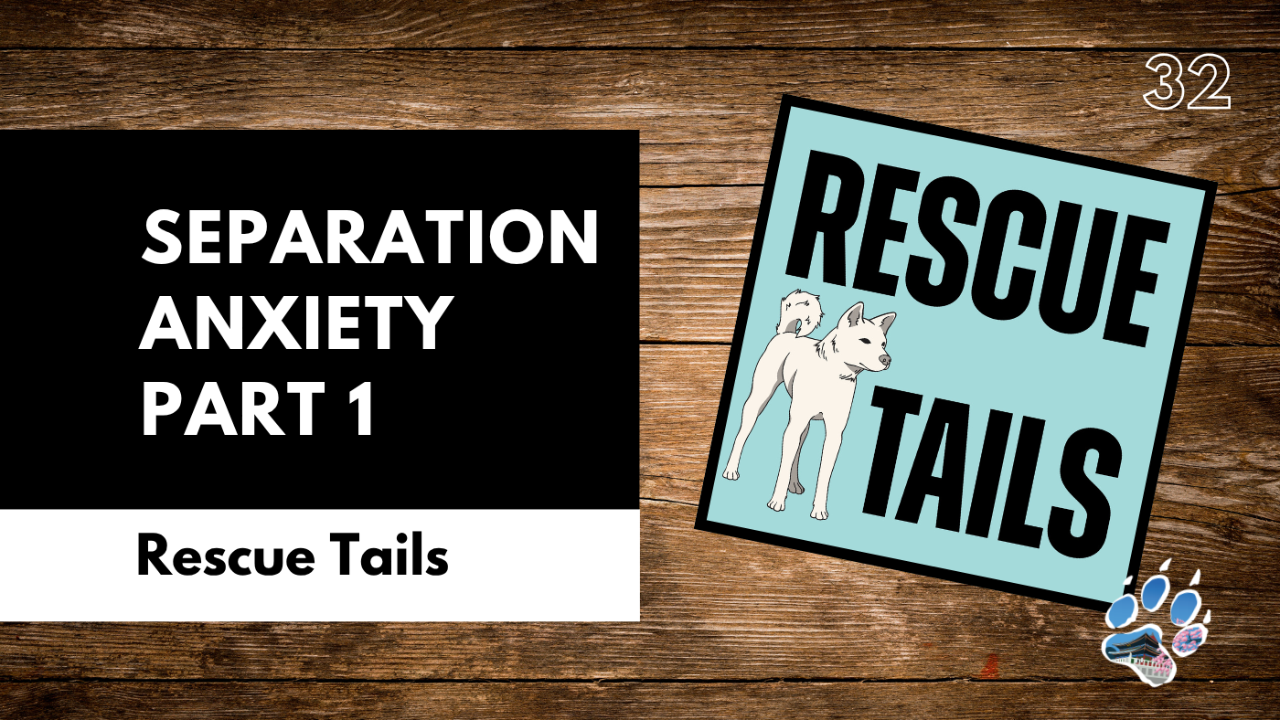 Separation Anxiety in Rescue Dogs – Preparing for Success in a New Home