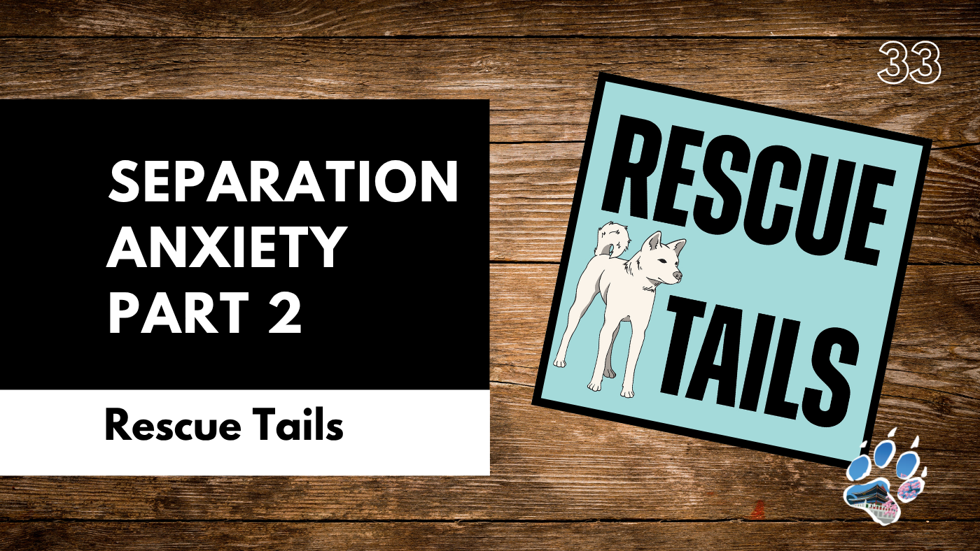 Conquering Separation Anxiety and Unrealistic Expectations with Rescue Dogs