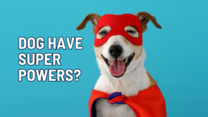 The Superpowers Your Dog Already Has (And How Understanding Them Makes You a Better Trainer)
