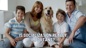 Is Socialization Really That Important? What Most Dog Owners Get Wrong