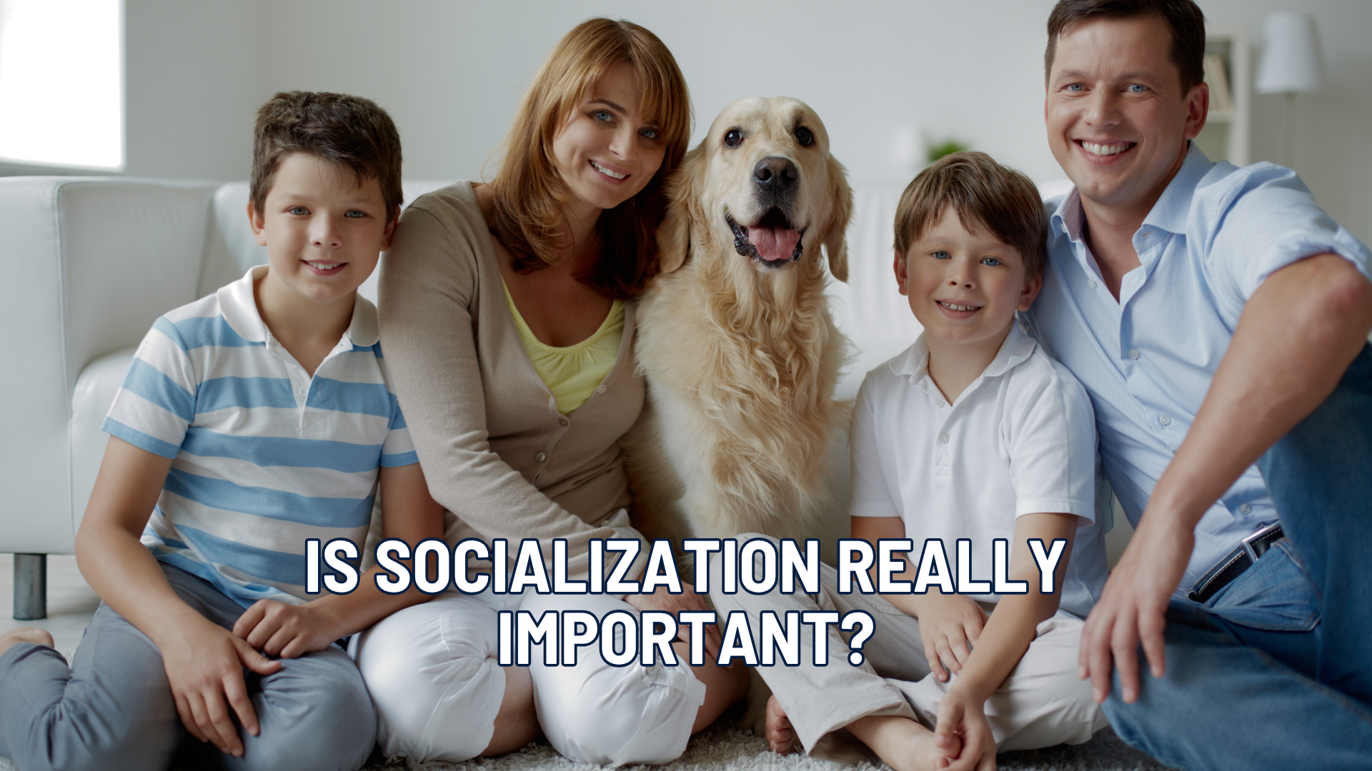 Is Socialization Really That Important? What Most Dog Owners Get Wrong
