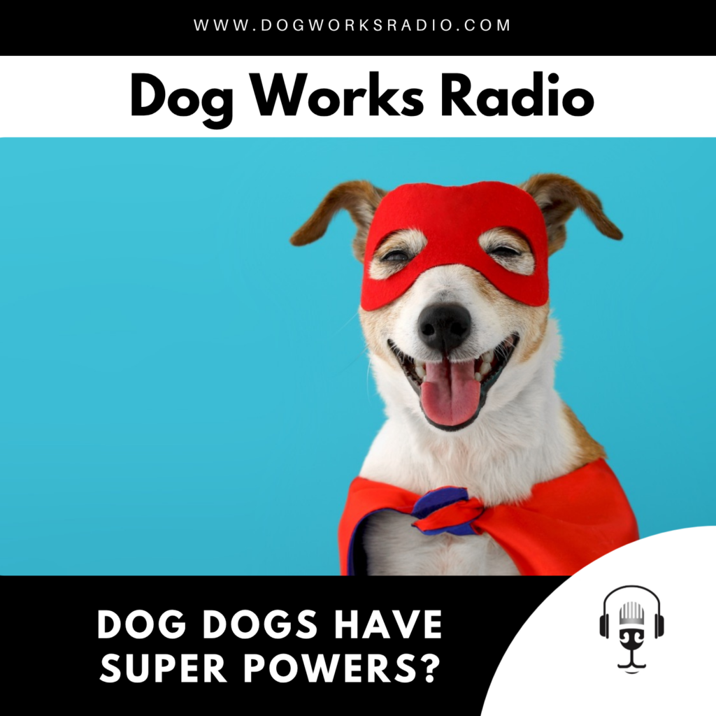 The Superpowers Your Dog Already Has (And How Understanding Them Makes You a Better Trainer)