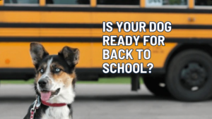 The Kids Are Going Back to School. Is Your Dog Ready?
