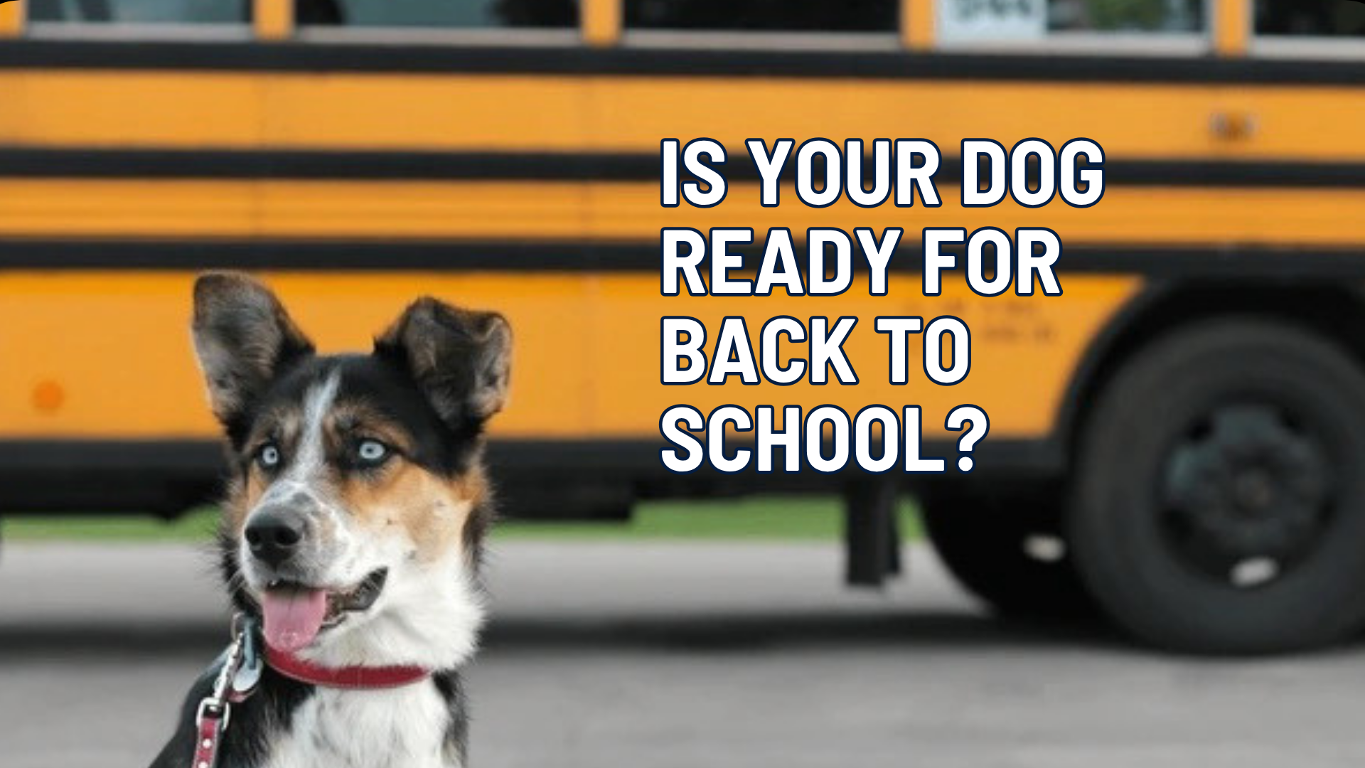The Kids Are Going Back to School. Is Your Dog Ready?