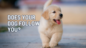 Why Does My Dog Follow Me Everywhere? What Your Dog Is Really Telling You