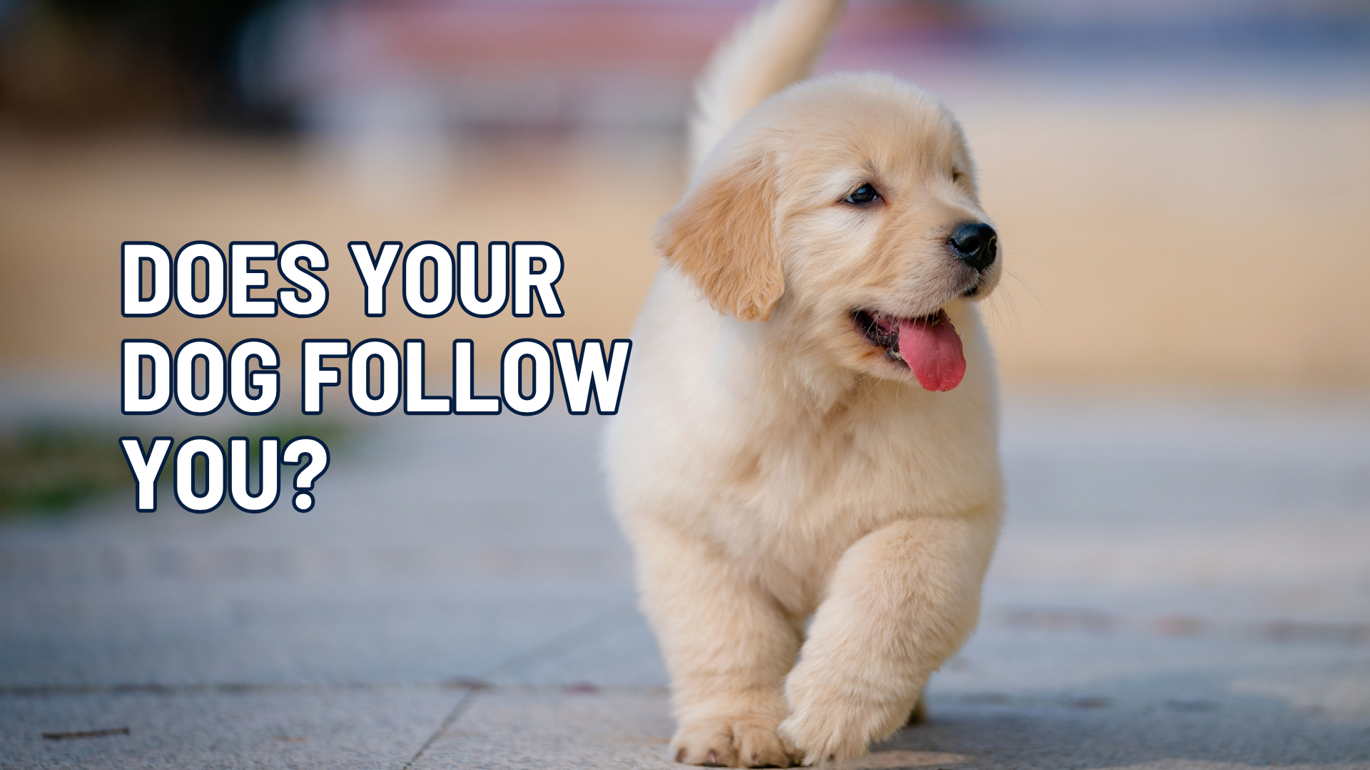 Why Does My Dog Follow Me Everywhere? What Your Dog Is Really Telling You