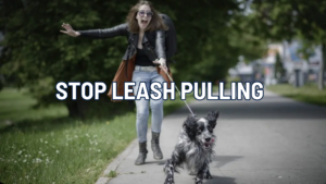 Stop Leash Pulling: Dog Training That Actually Works in Alask