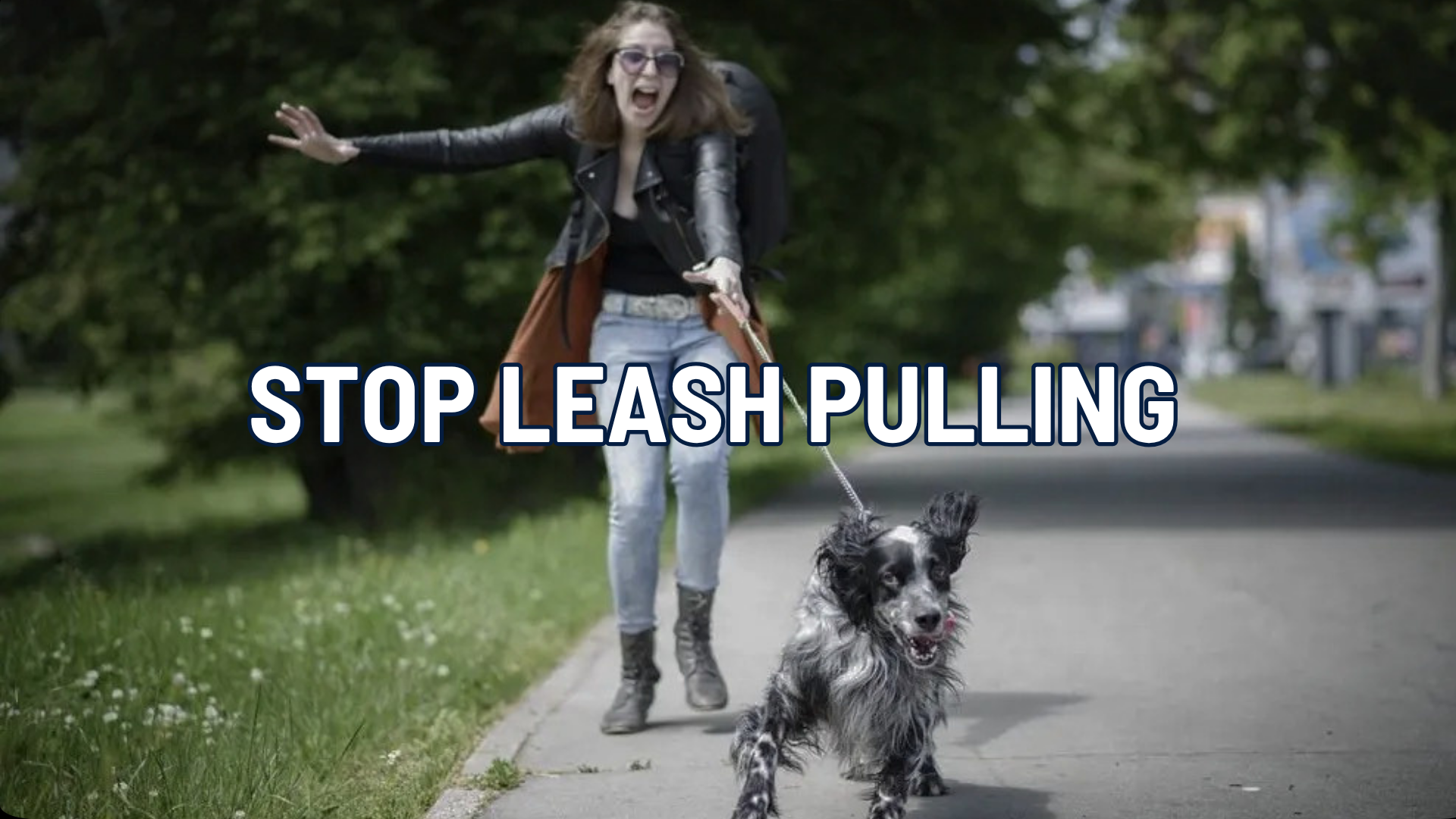 Stop Leash Pulling: Dog Training That Actually Works in Alask