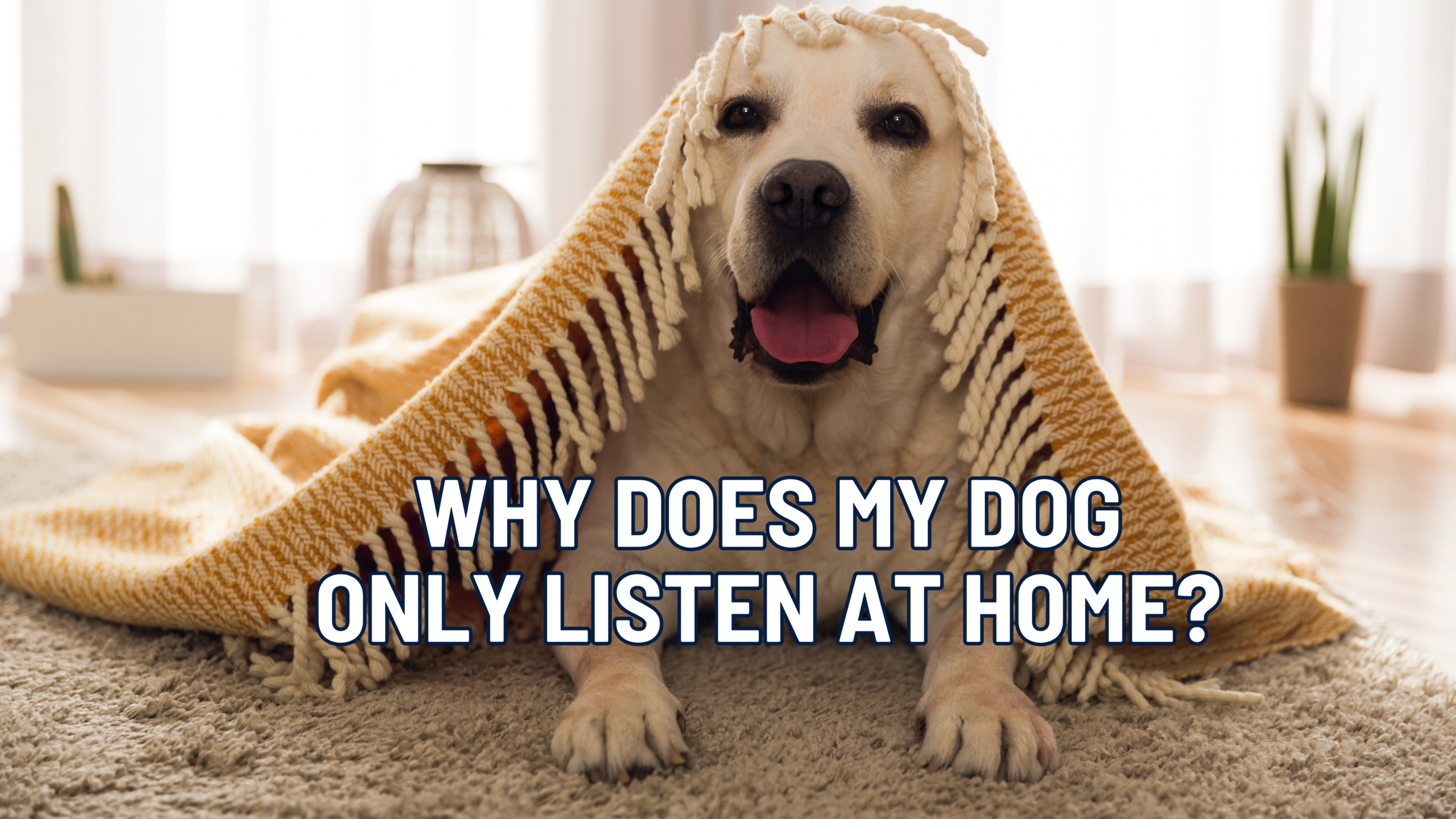 Why Your Dog Listens at Home but Ignores You Outside