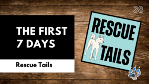 The First 7 Days With a Rescue Dog: What Every Adopter Should Know
