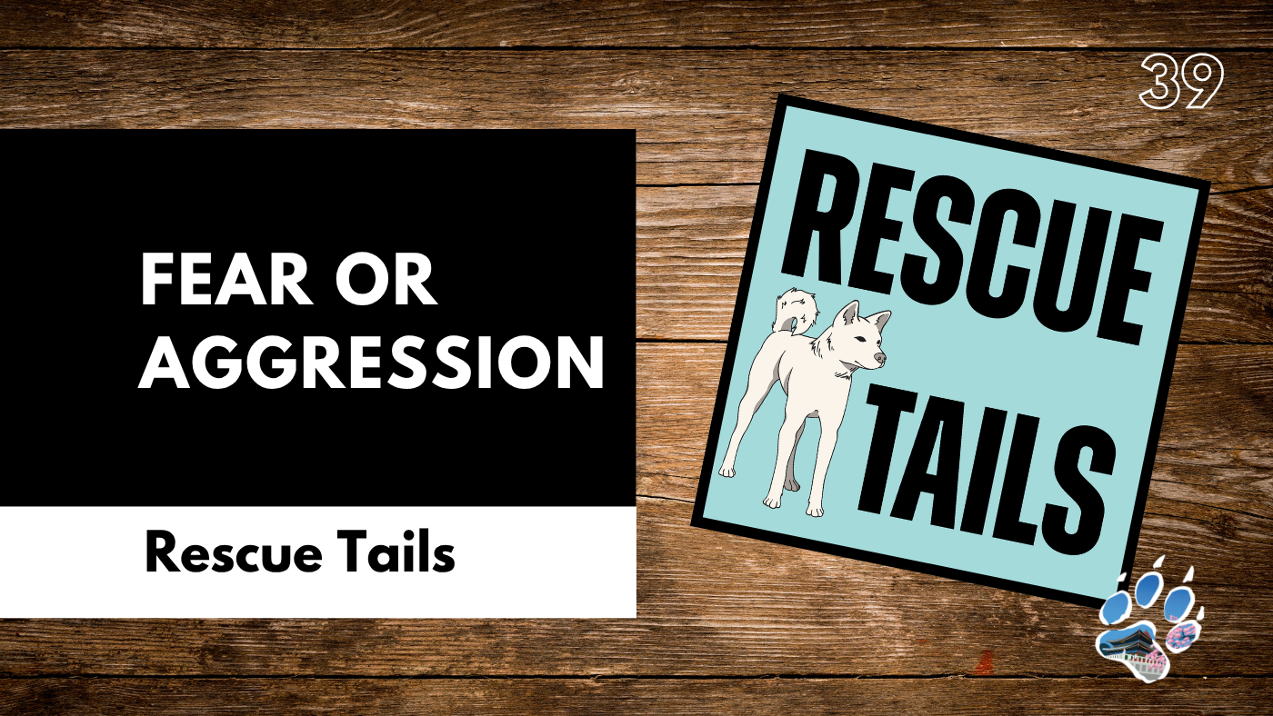 Fear Looks Like Aggression: How to Tell the Difference in Rescue Dogs