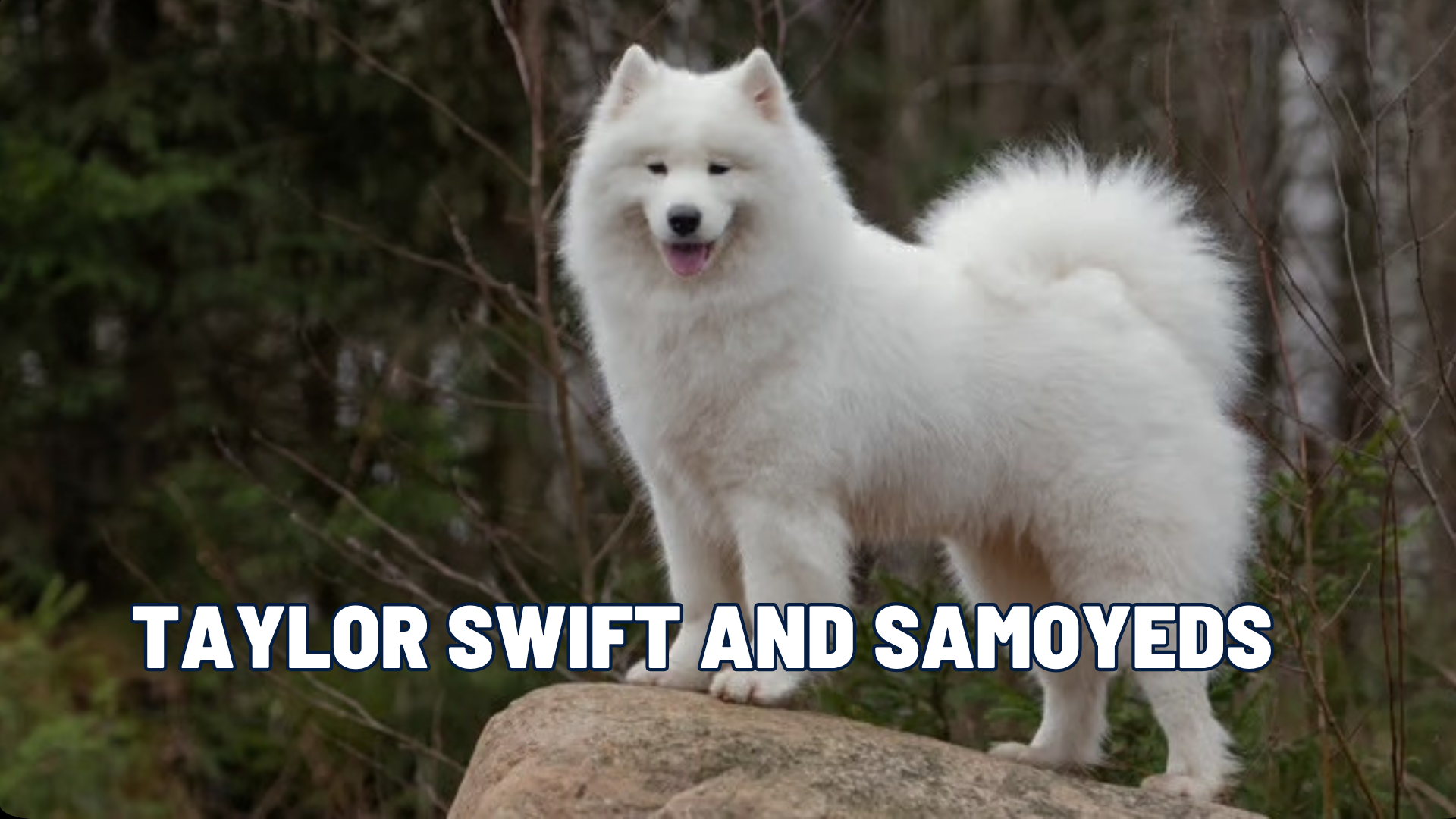 The Taylor Swift Effect: Is a Samoyed the Right Dog for You?