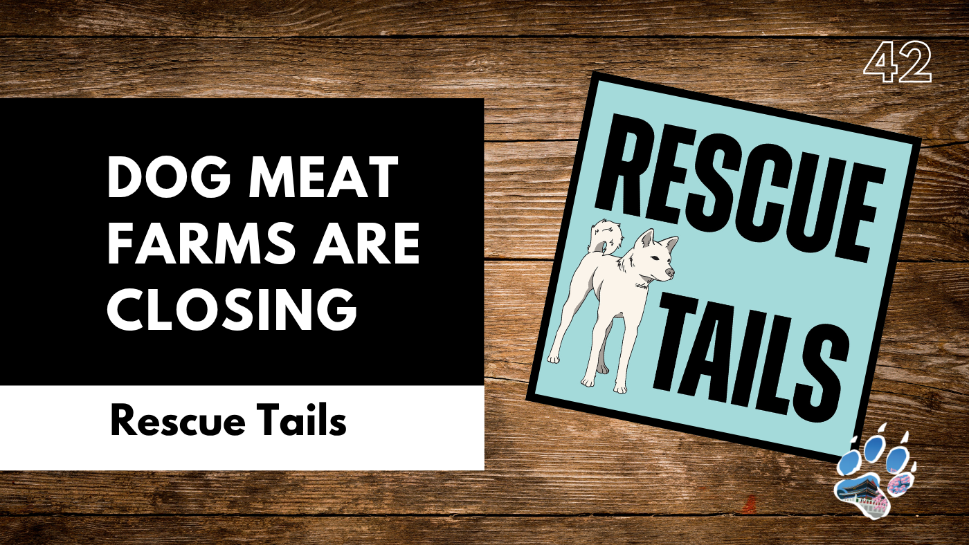 South Korea’s Dog Meat Farm Closures: What Happens to the Dogs?