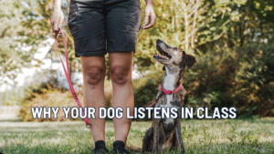 Why Your Dog Listens in Class but Not in Real Life