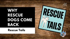 Why Rescue Dogs Come Back: How to Prevent Adoption Returns