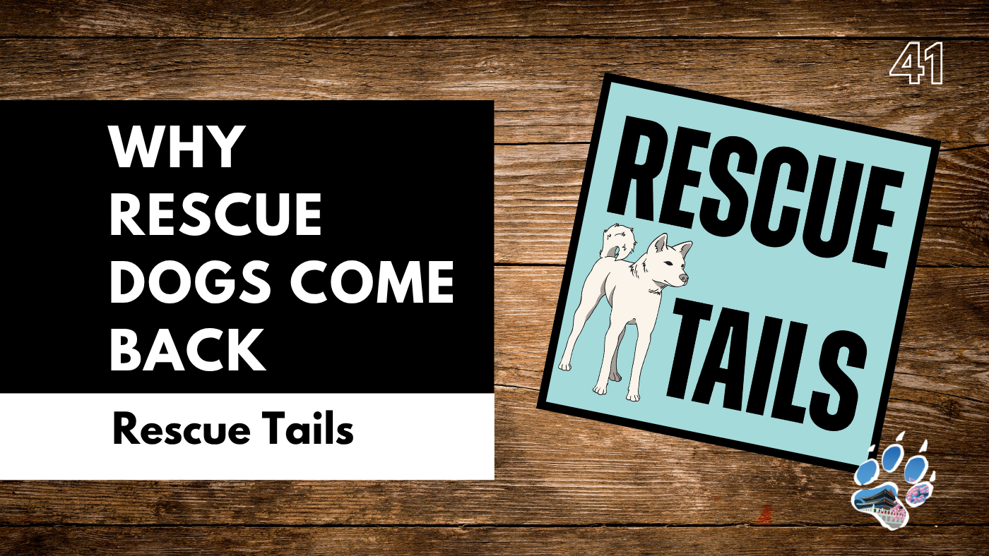Why Rescue Dogs Come Back: How to Prevent Adoption Returns