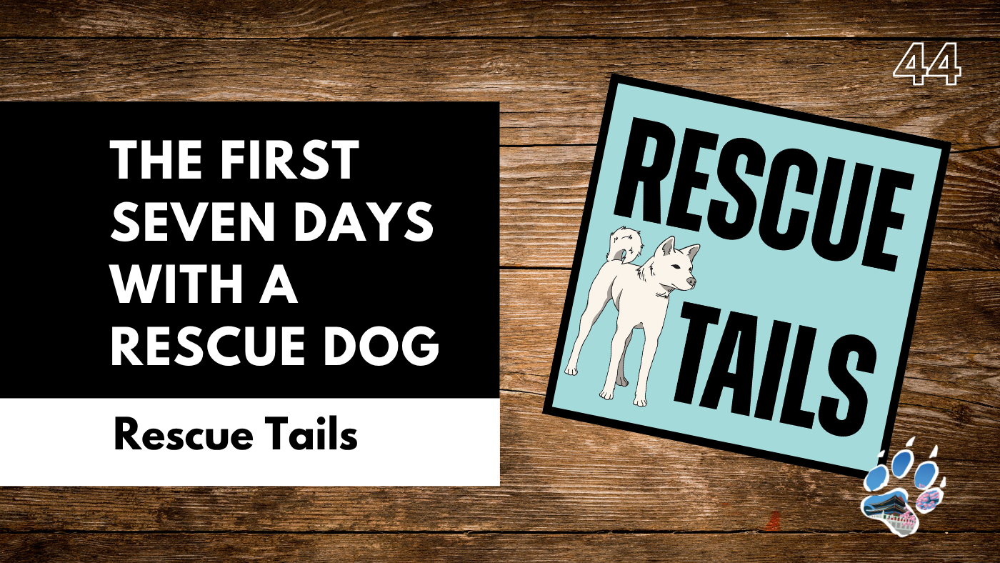 The First 7 Days With a Rescue Dog: What to Expect