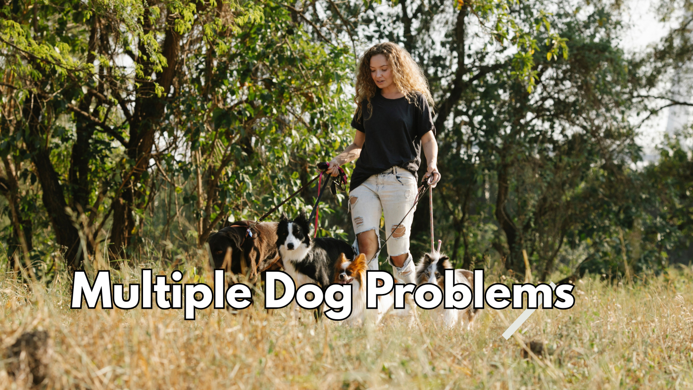 Why One Dog Always Seems to Be the Problem