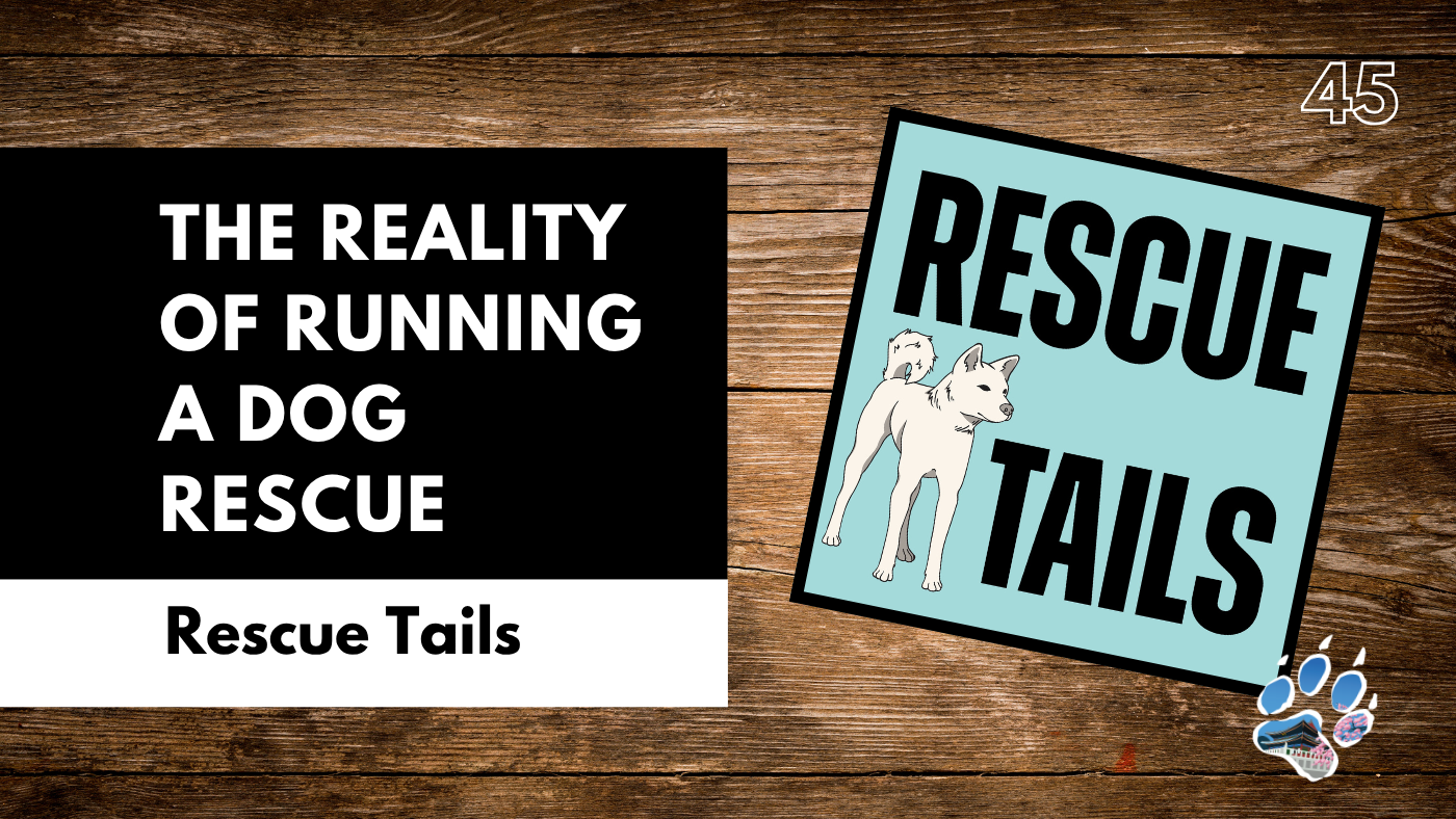 Behind the Scenes of a Dog Rescue: The Reality of Running a Rescue