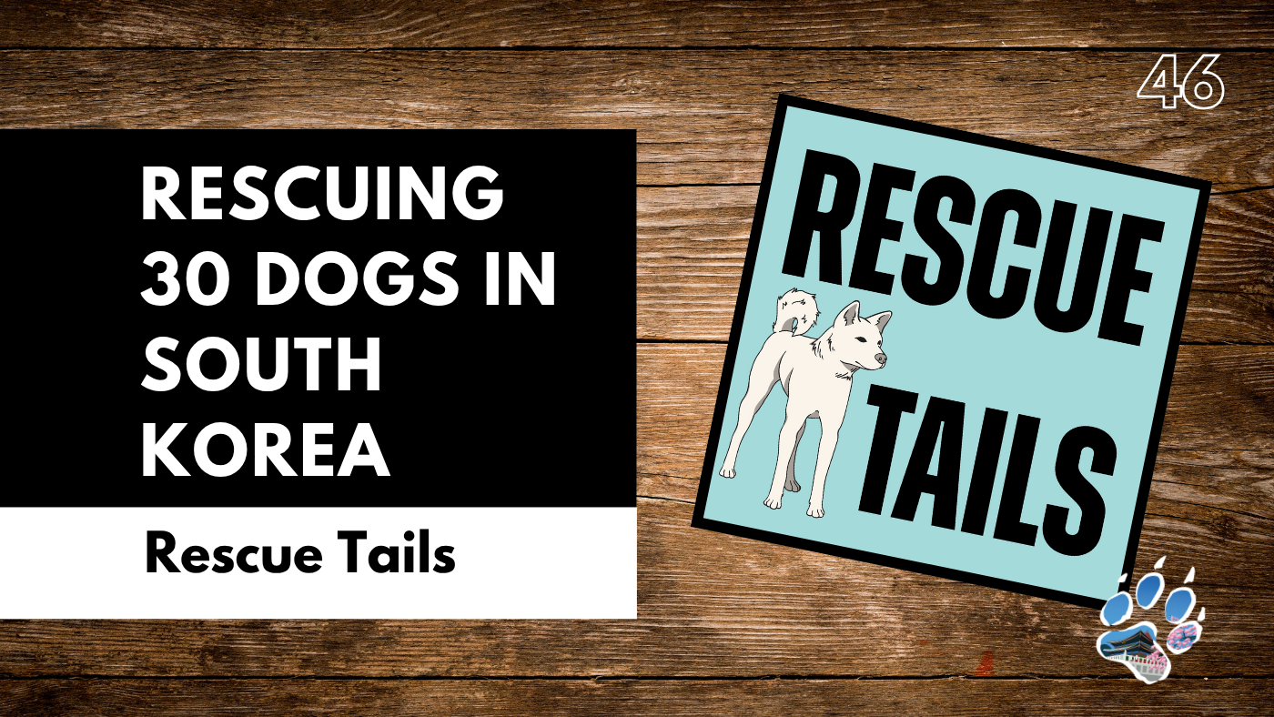The Gumi Rescue: Saving 31 Dogs in South Korea | Rescue Tails