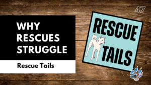 Why Animal Rescues Are Struggling to Survive: The Hidden Costs of Saving Dogs