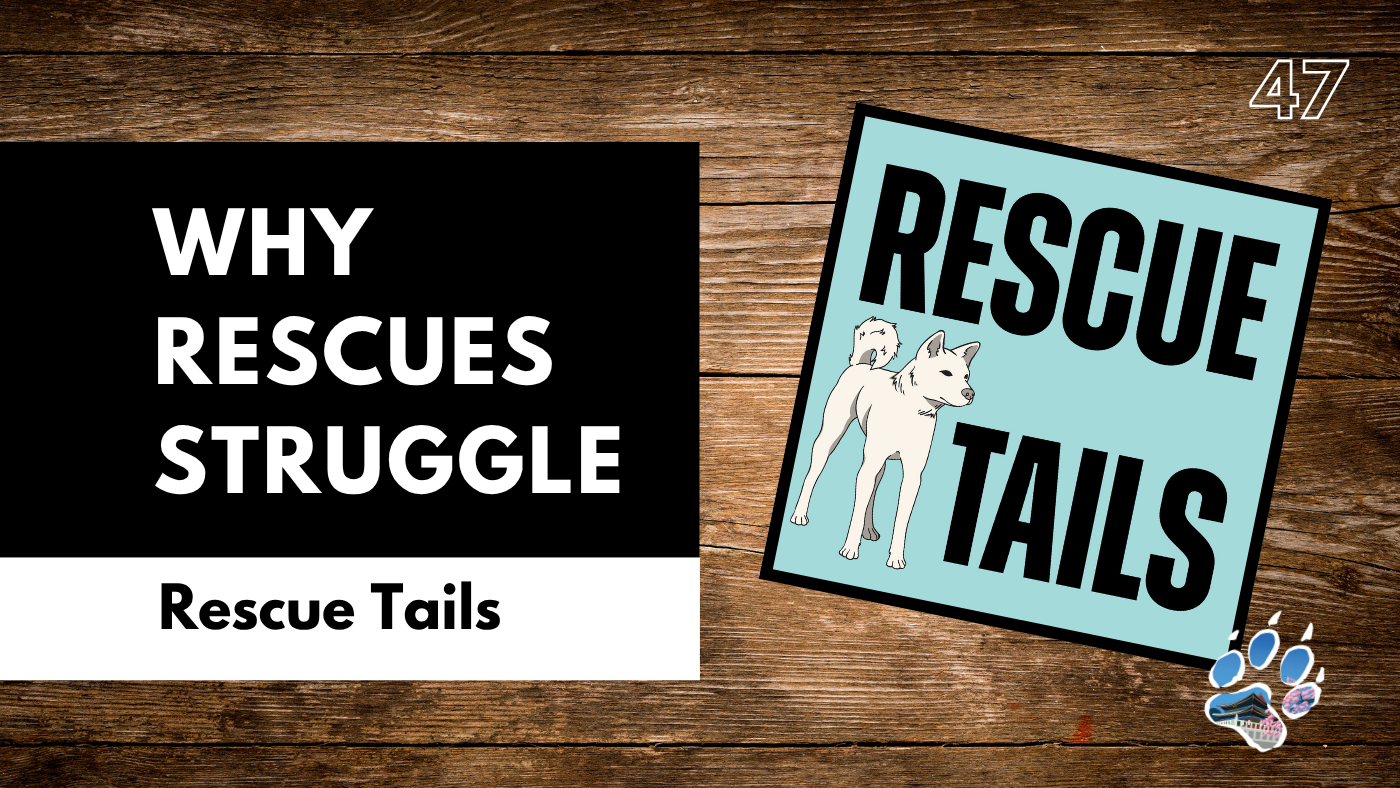 Why Animal Rescues Are Struggling to Survive: The Hidden Costs of Saving Dogs